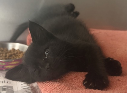 Shelter Stray Male Cat last seen CR 240, Williamson County, TX, 1855 SE Inner Loop, Georgetown, TX 78626, USA