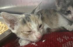Shelter Stray Female Cat last seen Williams Drive, Williamson County, TX, 1855 SE Inner Loop, Georgetown, TX 78626, USA