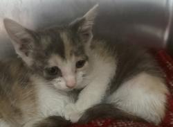 Shelter Stray Female Cat last seen Williams Drive, Williamson County, TX, 1855 SE Inner Loop, Georgetown, TX 78626, USA