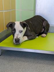 Shelter Stray Male Dog last seen Near Access RD, Longview, City of, TX, 303 H G Mosley Pkwy, Longview, TX 75604, USA