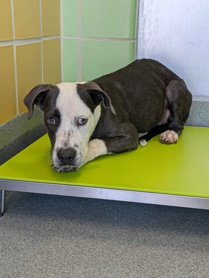 Shelter Stray Male Dog last seen Near Access RD, Longview, City of, TX, 303 H G Mosley Pkwy, Longview, TX 75604, USA