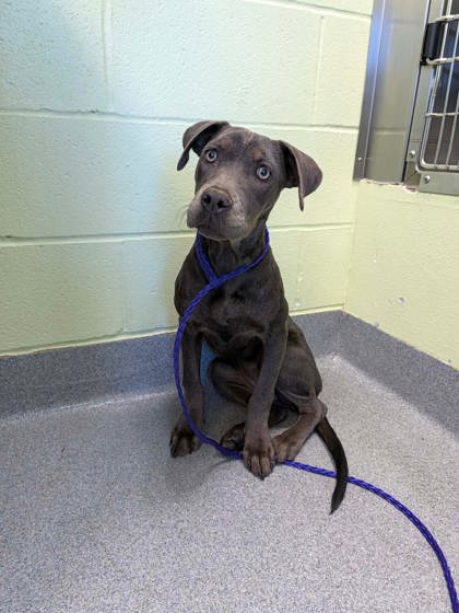 Shelter Stray Female Dog last seen Near Access RD, Longview, City of, TX, 303 H G Mosley Pkwy, Longview, TX 75604, USA