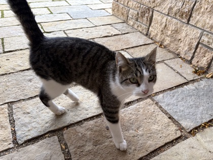Shelter Stray Unknown Cat last seen Near Jim Garfoot Circle, Cross Plains, Town of, WI, 5132 Voges Rd, Madison, WI 53718, USA