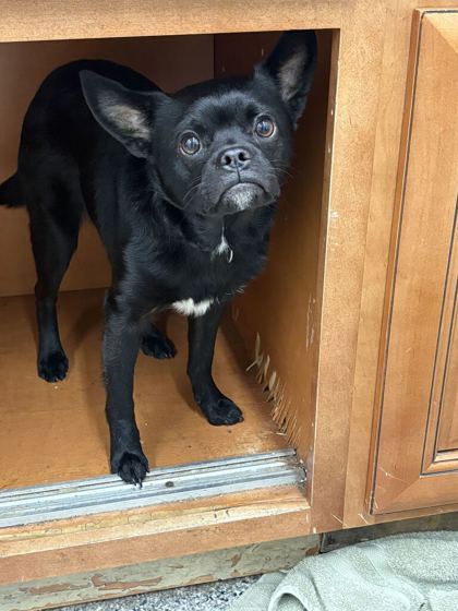 Shelter Stray Male Dog last seen Near Elkins St, Knox County GP, TN, 3201 Division St, Knoxville, TN 37919, USA