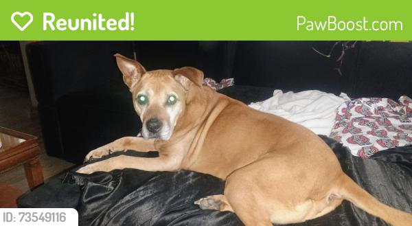Reunited Male Dog last seen EJ Brown school, Dayton, OH 45405