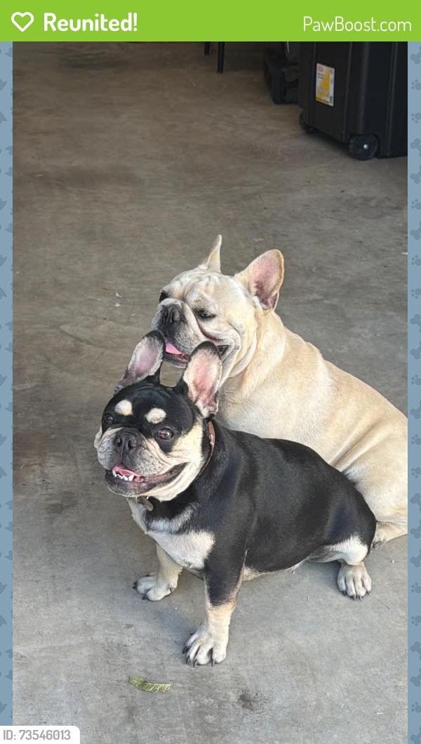 Reunited Female Dog last seen Roper Street and Lovers Lane, Dallas, TX 75209