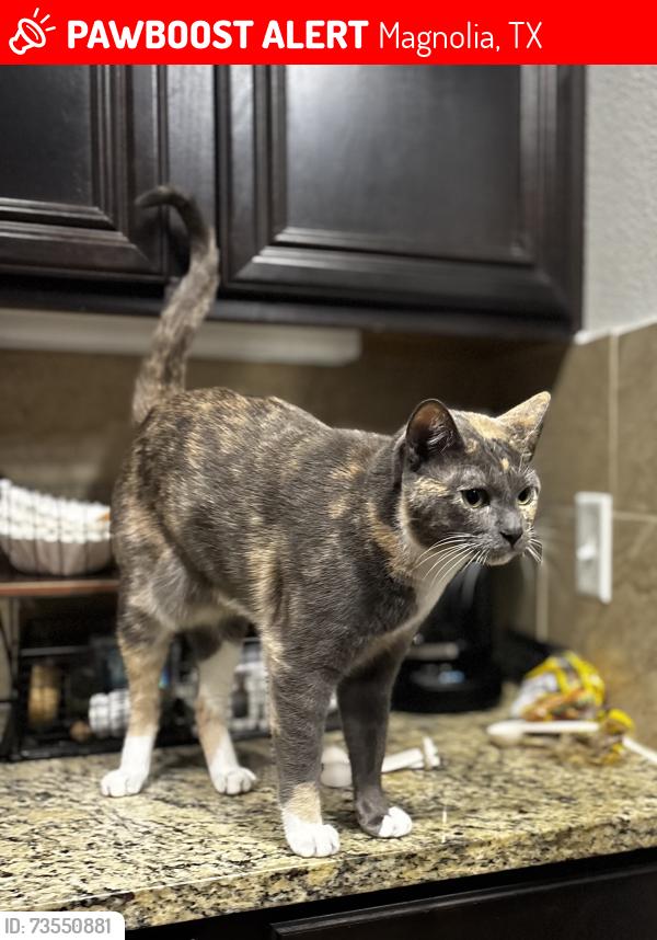 Lost Female Cat last seen Villages of Magnolia, Magnolia, TX 77354