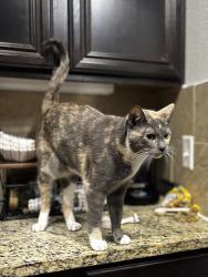 Lost Female Cat last seen Villages of Magnolia, Magnolia, TX 77354