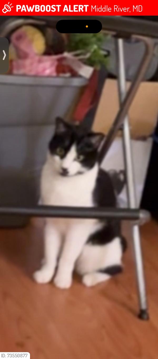 Lost Male Cat last seen Pawnee, Middle River, MD 21220
