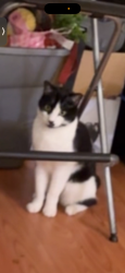 Lost Male Cat last seen Pawnee, Middle River, MD 21220