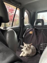 Reunited Unknown Cat last seen 65th ave & 194 st, Surrey, BC V4N 5X4