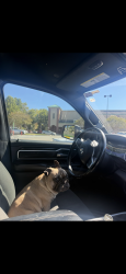 Lost Female Dog last seen Near Ball Ground Rd Ball Ground, GA 30107 Estados Unidos, Ball Ground, GA 30107