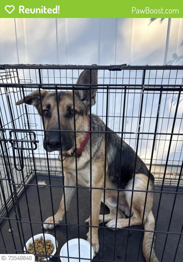Reunited Male Dog last seen Rose & Pine, Lodi, CA 95240