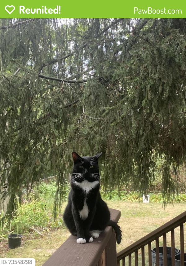 Reunited Male Cat last seen Roseland St, Santuit Street, St Mark’s Church, Boston, MA 02124