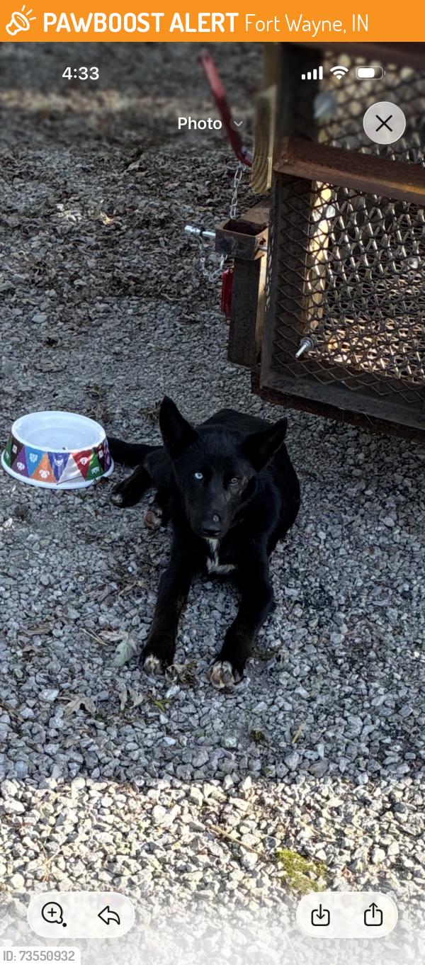 Found/Stray Unknown Dog last seen Pettit, Fort Wayne, IN 46806