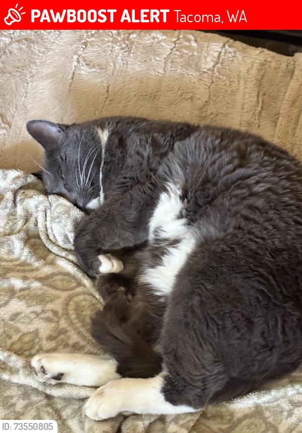 Lost Male Cat last seen Near 67 Ave ne Tacoma, Tacoma, WA 98422
