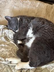Lost Male Cat last seen Near 67 Ave ne Tacoma, Tacoma, WA 98422