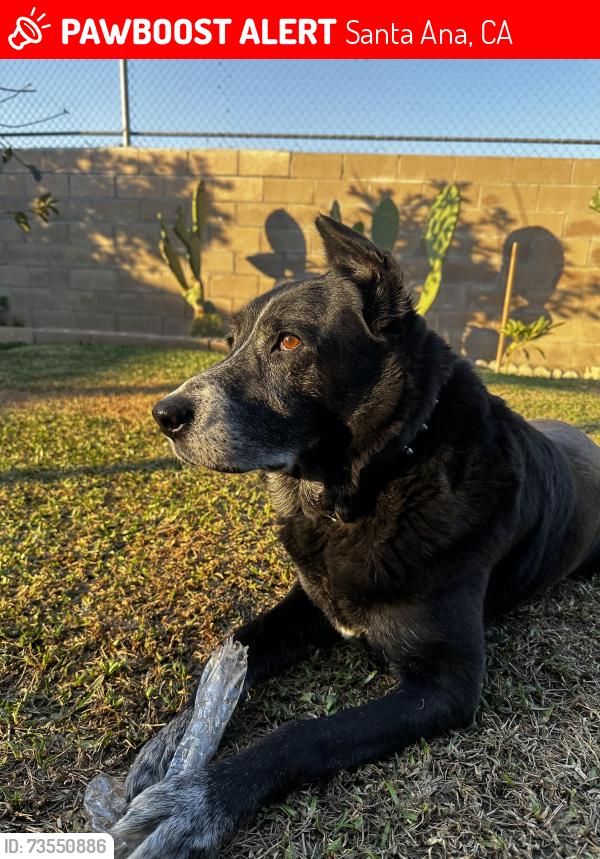 Lost Male Dog last seen Sullivan and 1st st, Santa Ana, CA 92704