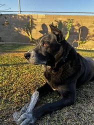 Lost Male Dog last seen Sullivan and 1st st, Santa Ana, CA 92704