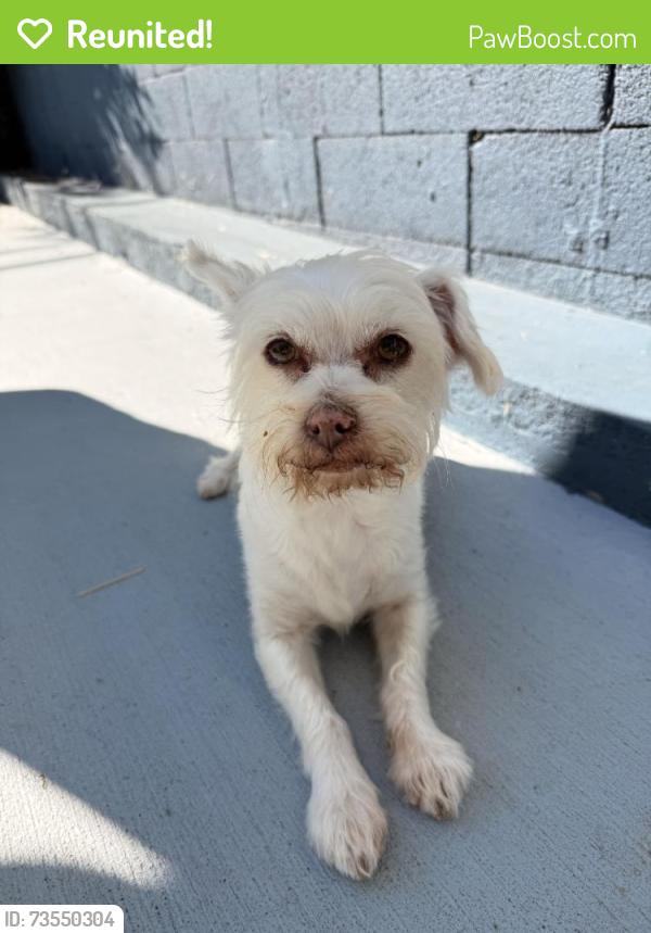 Reunited Female Dog last seen Overhill, View Park-Windsor Hills, CA 90043