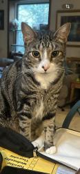 Lost Male Cat last seen Near woods, Pasadena, MD 21122