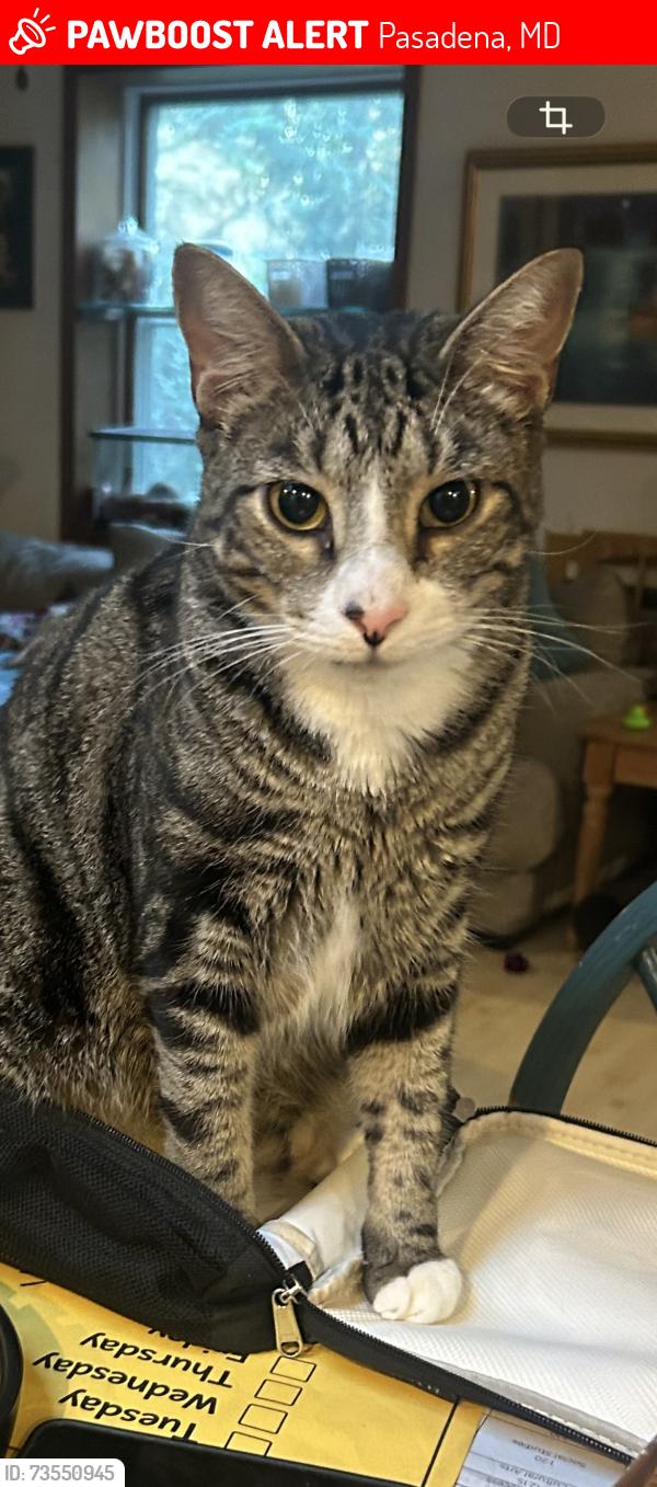 Lost Male Cat last seen Near woods, Pasadena, MD 21122