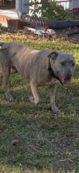 Found/Stray Male Dog last seen Longspur Dr, Matthews, NC 28105