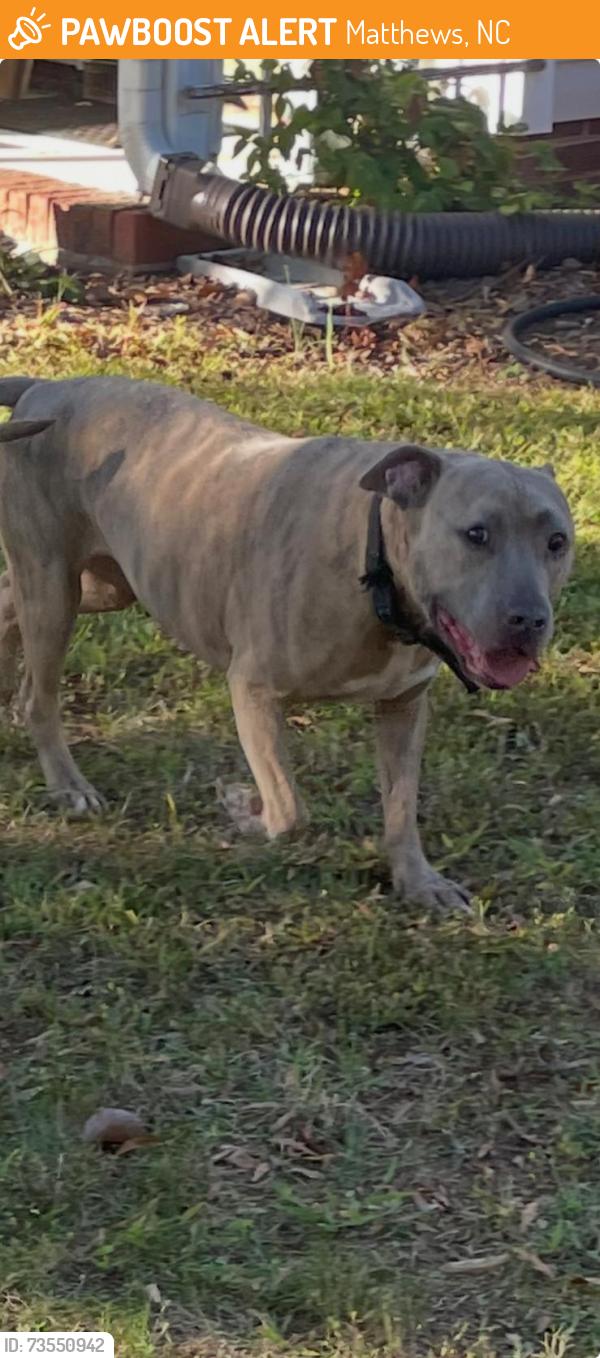Found/Stray Male Dog last seen Longspur Dr, Matthews, NC 28105