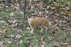 Found/Stray Unknown Cat last seen West Mceachern Woods Drive, Bullard Rd, Cobb County, GA 30127