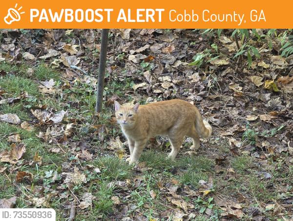 Found/Stray Unknown Cat last seen West Mceachern Woods Drive, Bullard Rd, Cobb County, GA 30127