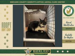 Shelter Stray Female Cat last seen Near Fox Lake Road, TITUSVILLE, FL, 32796, 5100 W Eau Gallie Blvd, Melbourne, FL 32934, USA