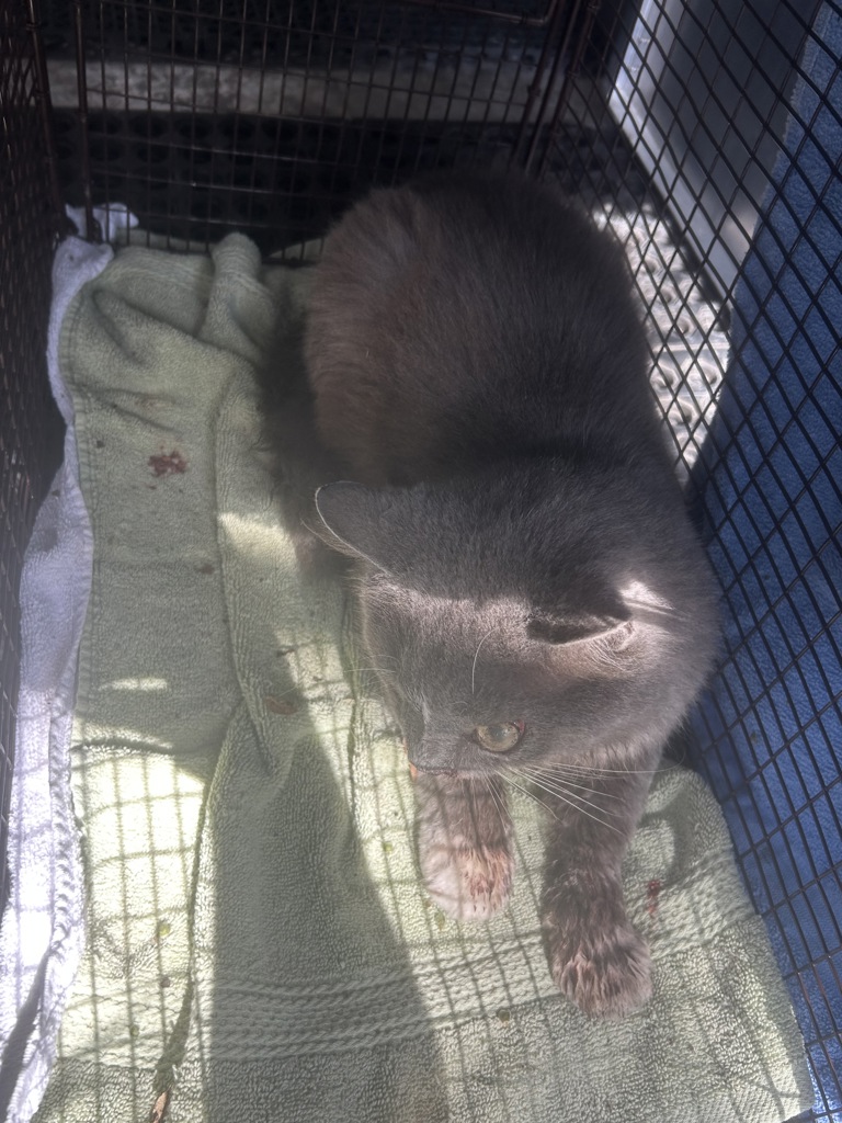 Shelter Stray Male Cat last seen TX, 7201 Levander Loop bldg a, Austin, TX 78702, USA