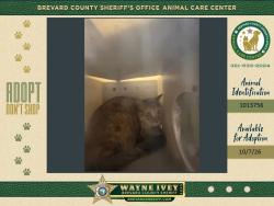 Shelter Stray Female Cat last seen Near Dummitt Avenue, TITUSVILLE, FL, 32780, 5100 W Eau Gallie Blvd, Melbourne, FL 32934, USA