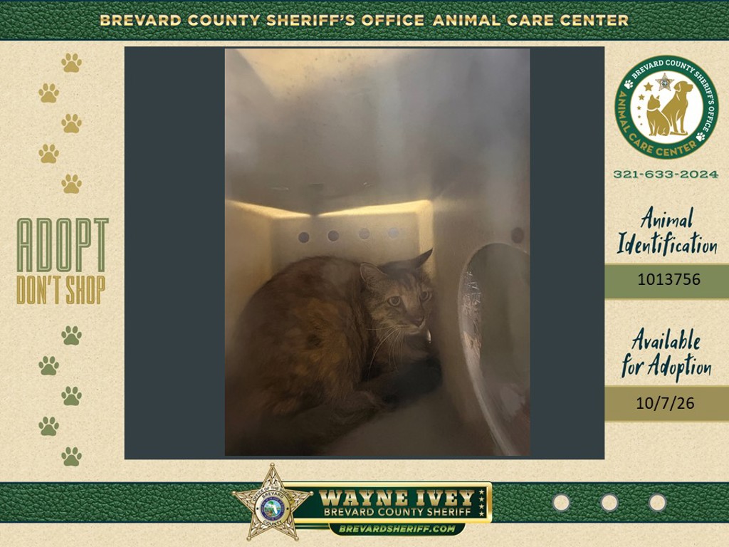 Shelter Stray Female Cat last seen Near Dummitt Avenue, TITUSVILLE, FL, 32780, 5100 W Eau Gallie Blvd, Melbourne, FL 32934, USA