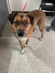 Shelter Stray Male Dog last seen Gold Creek Trail head, Bremerton, WA, 98312, 9167 Dickey Rd NW, Silverdale, WA 98383, USA