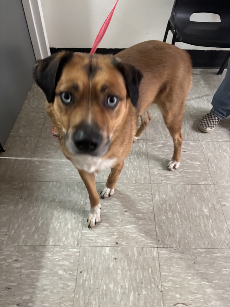 Shelter Stray Male Dog last seen Gold Creek Trail head, Bremerton, WA, 98312, 9167 Dickey Rd NW, Silverdale, WA 98383, USA