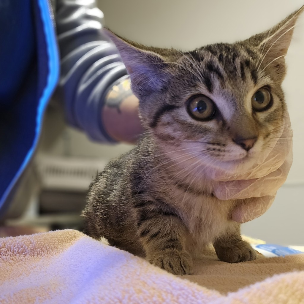 Shelter Stray Female Cat last seen Near 66th Avenue, OAKLAND, CA, 94621, 8323 Baldwin St, Oakland, CA 94621, USA
