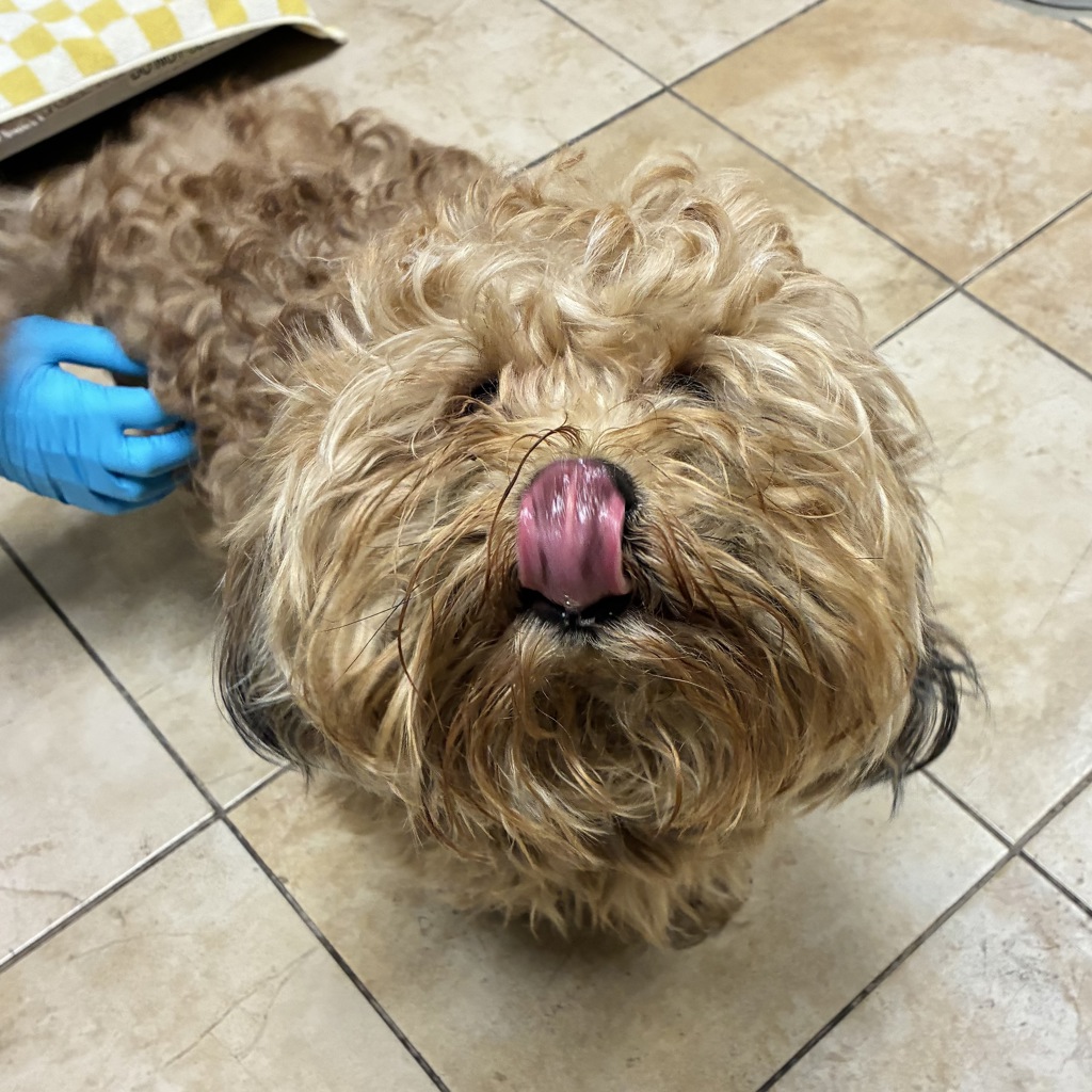 Shelter Stray Male Dog last seen I-84, TROUTDALE, OR, 97060, 1700 W Historic Columbia River Hwy, Troutdale, OR 97060, USA