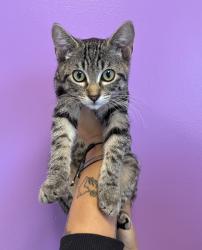 Shelter Stray Female Cat last seen Near W Kimberly Circle, SALT LAKE CITY, UT, 84116, 511 W 3900 S, Salt Lake City, UT 84123, USA