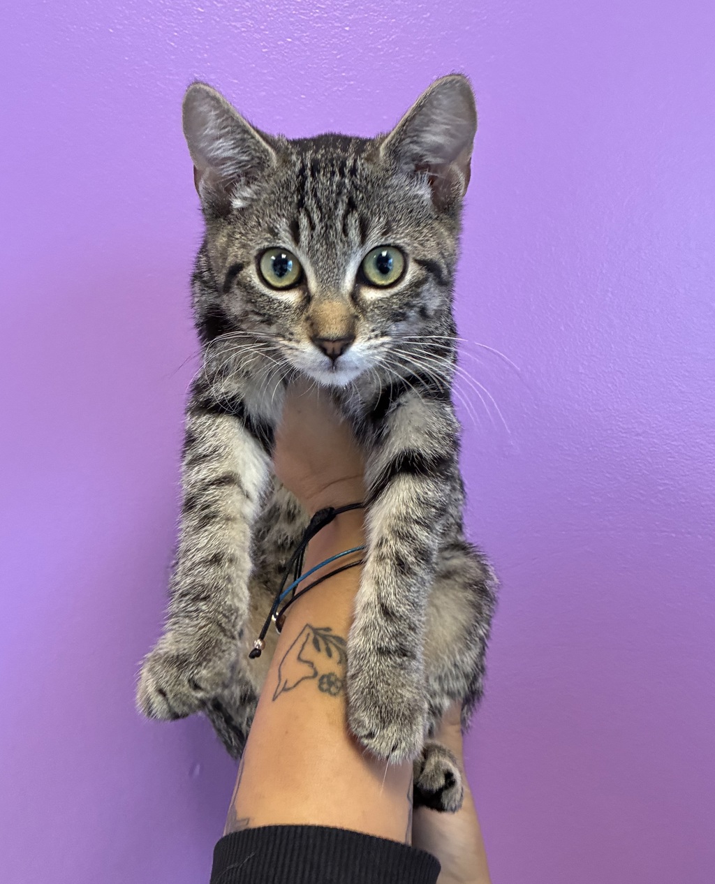 Shelter Stray Female Cat last seen Near W Kimberly Circle, SALT LAKE CITY, UT, 84116, 511 W 3900 S, Salt Lake City, UT 84123, USA