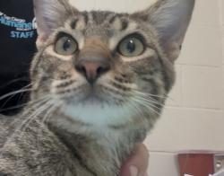 Shelter Stray Male Cat last seen Near Comet Court, El Cajon, CA, 92019, El Cajon, CA 92020, USA