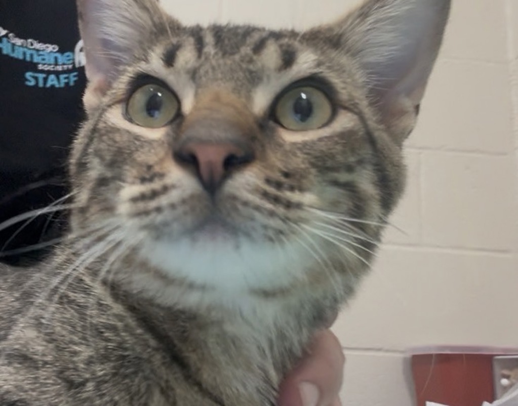 Shelter Stray Male Cat last seen Near Comet Court, El Cajon, CA, 92019, El Cajon, CA 92020, USA