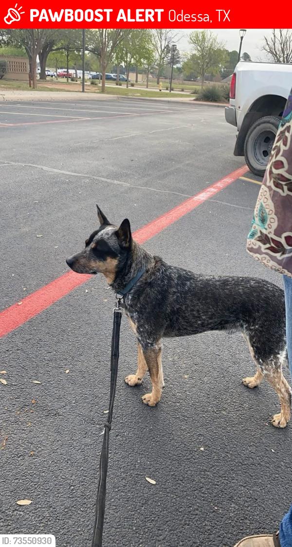 Lost Male Dog last seen Corner of Dawn Ave and E 56th St, Odessa, TX 79762