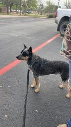 Lost Male Dog last seen Corner of Dawn Ave and E 56th St, Odessa, TX 79762
