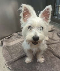 Shelter Stray Female Dog last seen Near N Second Street, El Cajon, CA, 92021, El Cajon, CA 92020, USA