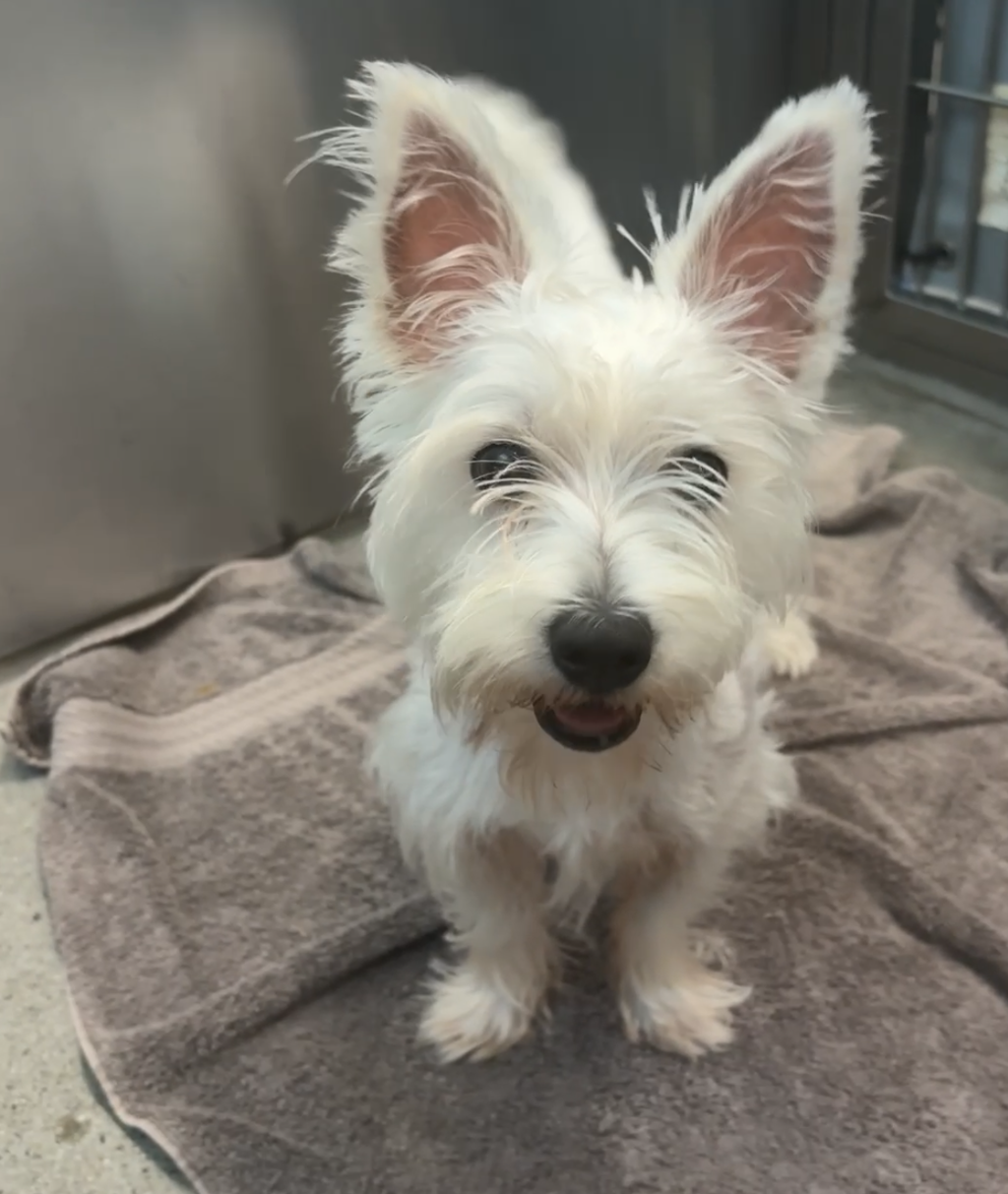 Shelter Stray Female Dog last seen Near N Second Street, El Cajon, CA, 92021, El Cajon, CA 92020, USA