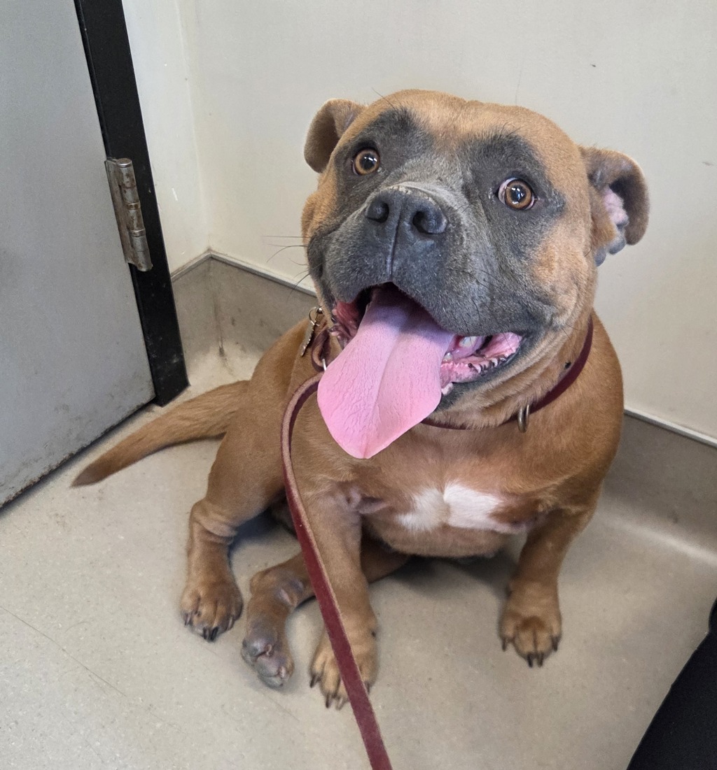 Shelter Stray Female Dog last seen Near Windward Street, San Diego, CA, 92114, El Cajon, CA 92020, USA