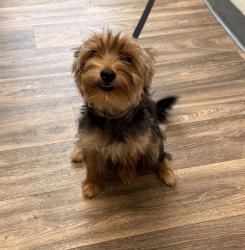 Shelter Stray Female Dog last seen Imperial Avenue, San Diego, CA, 92101, 5500 Gaines St, San Diego, CA 92110, USA