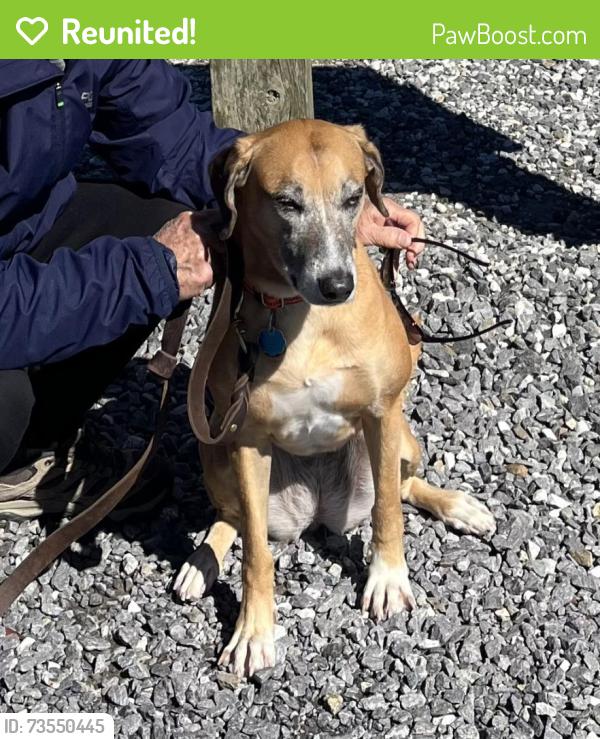 Reunited Female Dog last seen Lewis creek behind casting way, Hendersonville, NC 28792