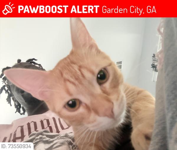 Lost Male Cat last seen Sharon park, Garden City, GA 31408